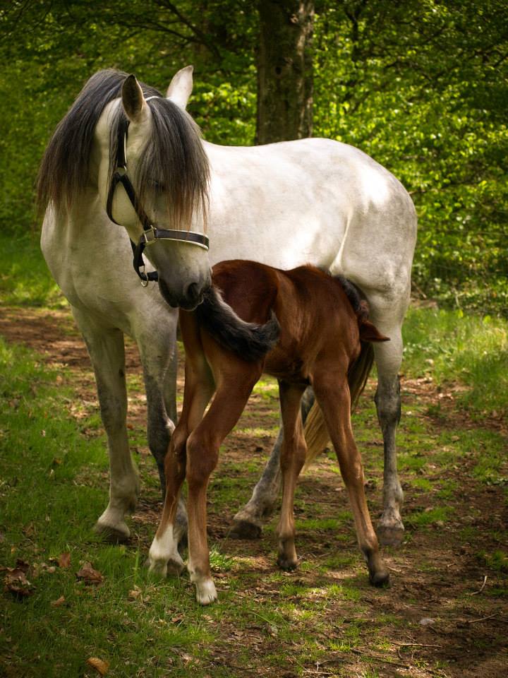 Marleen Saarloos Horse Photography